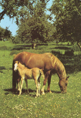 HEVONEN POSTIKORTTI - HAFLINGER