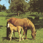 HEVONEN POSTIKORTTI - HAFLINGER - pikkukuva 1
