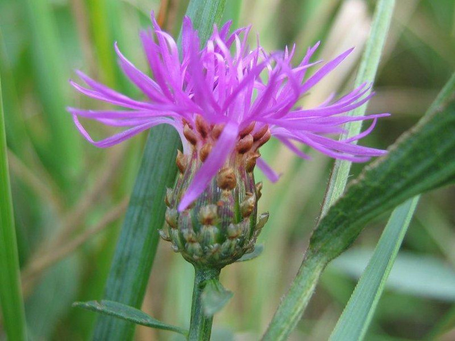 Ahdekaunokki (Centaurea jacea), siemeniä 50 kpl