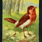 Wanha - Lintunelkku - Kaunis lintu 4 - 1900-luvun alku - pikkukuva 1