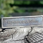Talvisodan Muistomitalin solki Ilmapuolustus. Varhainen. - pikkukuva 2
