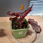 Begonian taimia 4kpl - pikkukuva 3