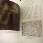 Mattison: Keeping and breeding SNAKES (Sis.postikulut) - pikkukuva 3
