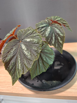 Begonia U168