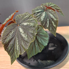 Begonia U168 - pikkukuva 1
