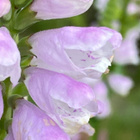 Kellopeippi 'Bouquet Rose', siemeniä 50 kpl - pikkukuva 3