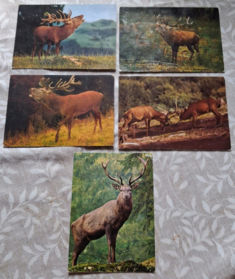 5 PUNAHIRVI POSTIKORTTIA