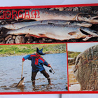 Lappi, Nuorgam, Tenon joen lohta, kulkenut 1991 - pikkukuva 1
