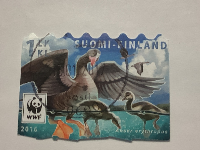 2431/ 2016 Uhanalaisia.. Kiljuhanhi o leimattu loisto