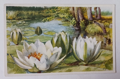 Lumpeita metsälammella, vanha väripk, p. 1931