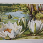 Lumpeita metsälammella, vanha väripk, p. 1931 - pikkukuva 1