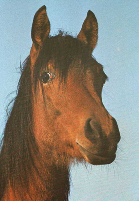 HEVONEN POSTIKORTTI - ARABIAN VARSA