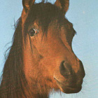 HEVONEN POSTIKORTTI - ARABIAN VARSA - pikkukuva 1