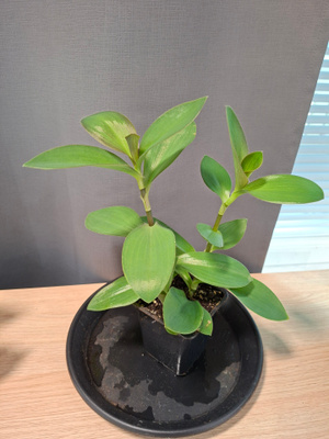 Tradescantia, juoru