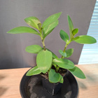Tradescantia, juoru - pikkukuva 1