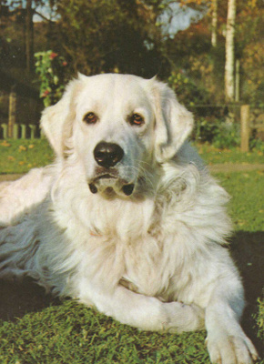 KUVASZ POSTIKORTTI