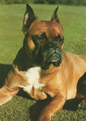 BOKSERI POSTIKORTTI