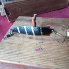 Abu Garcia Toby Lusikkauistin 6cm - pikkukuva 1