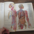 IHMISEN FYSIOLOGIA JA ANATOMIA ! - pikkukuva 2