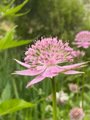 Kaukasiantähtiputki (Astrantia maxima), siemeniä 50 kpl