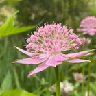 Kaukasiantähtiputki (Astrantia maxima), siemeniä 50 kpl - pikkukuva 1
