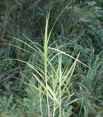 Palmusara (Carex muskingumensis), siemeniä 100 kpl
