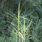 Palmusara (Carex muskingumensis), siemeniä 100 kpl - pikkukuva 1