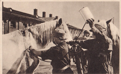 Lotat hoitavat hevosta. Lotta Svärd. e224
