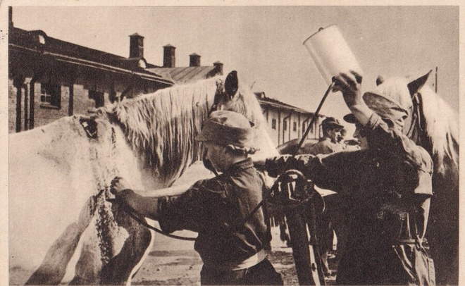 Lotat hoitavat hevosta. Lotta Svärd.    e224