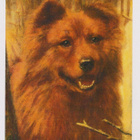 MOSELEY - CHOW - CHOW POSTIKORTTI - pikkukuva 1