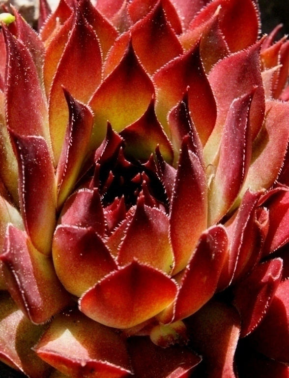 Kattomehitähti (Sempervivum tectorum), siemeniä 100 kpl