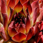 Kattomehitähti (Sempervivum tectorum), siemeniä 100 kpl - pikkukuva 1