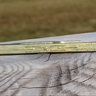CCCR - Upseeri Solmioneula. Kullanvärinen. Pituus - 61 mm. - pikkukuva 2
