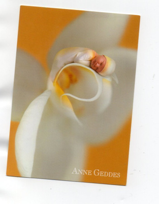 ANNE GEDDES !°VAUVA KUKASSA....°° -KORTTI /(Käyttämätön)