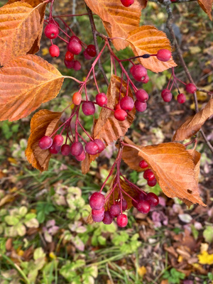 Japaninlaavapihlaja (Micromeles alniflora), siemeniä 10 kpl