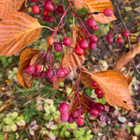 Japaninlaavapihlaja (Micromeles alniflora), siemeniä 10 kpl - pikkukuva 1