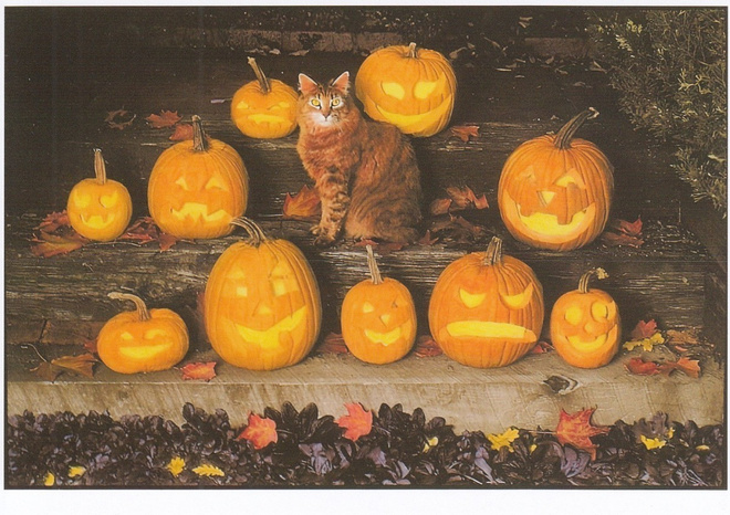 Halloween kissa kurpitsojen keskellä