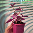 Tradescantia/ juoru - pikkukuva 3