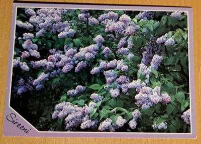 sireenipensas kukkii, foto Kris, käsipostia