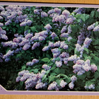 sireenipensas kukkii, foto Kris, käsipostia - pikkukuva 1