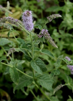 Harmaaminttu (Mentha longifolia), siemeniä 100 kpl