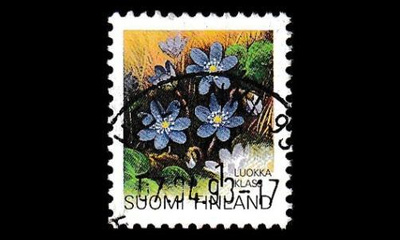 1160 o Sinivuokko loisto Helsinki 17.4.93 (1992)