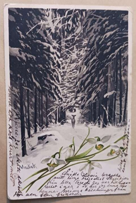 Mailick: Kauris metsässä, lumikellokimppu, p. 1905