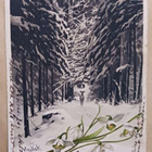 Mailick: Kauris metsässä, lumikellokimppu, p. 1905 - pikkukuva 1