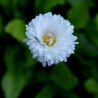 Kaunokainen (Bellis perennis), siemeniä 100 kpl - pikkukuva 2