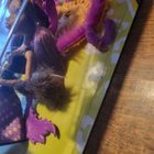 Monster High Luna - pikkukuva 3