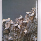 Robert Burton : How Birds Live - pikkukuva 2