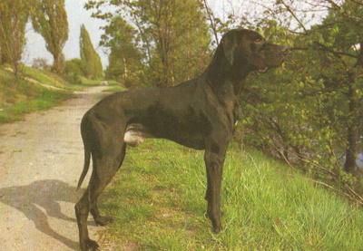 POINTER POSTIKORTTI
