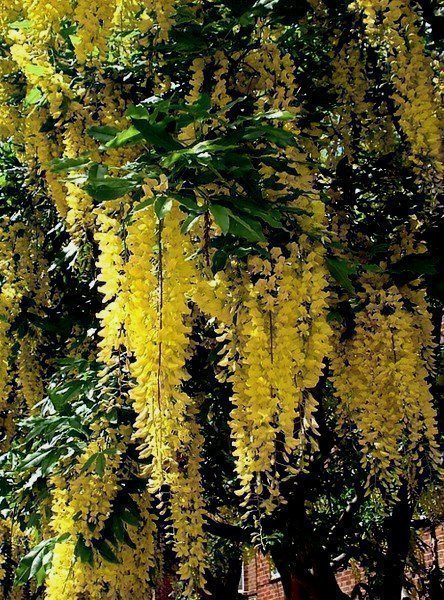 Kaljukultasade (Laburnum alpinum), siemeniä 30 kpl