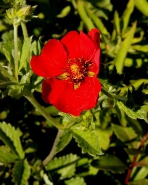 Verihanhikki (Potentilla atrosanguinea), siemeniä 50 kpl
